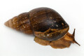 Achatina schweinfurthi simulans Congo adult